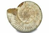 Jurassic Ammonite (Perisphinctes) - Madagascar #256253-1